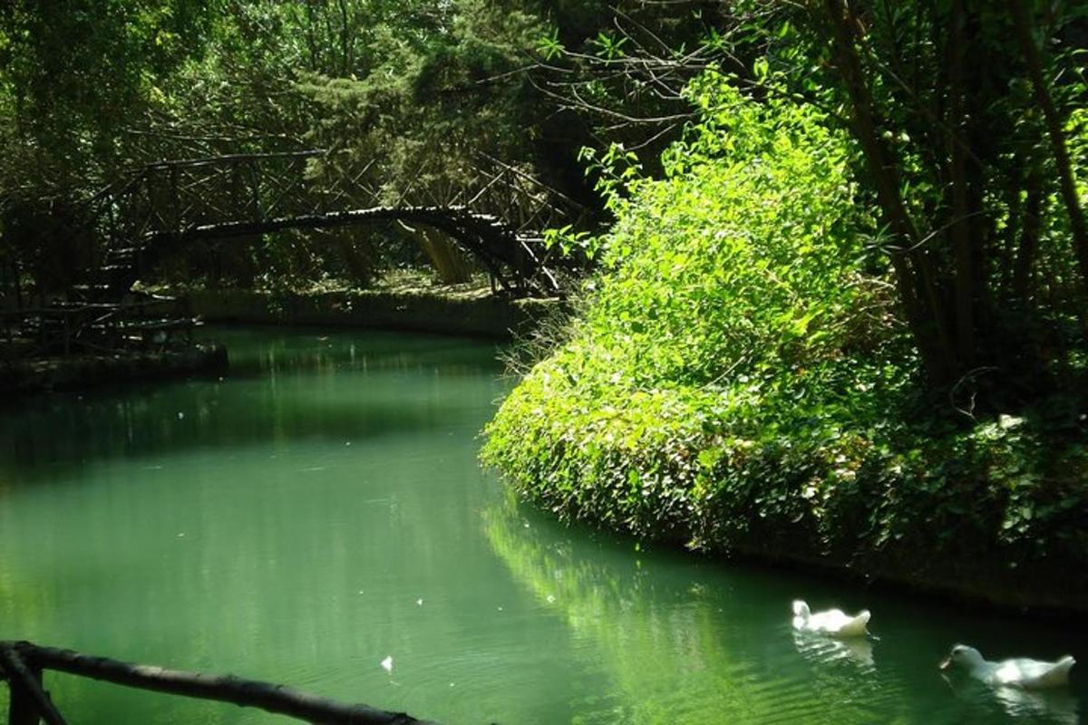 two ducks swimming in a river with a bridge