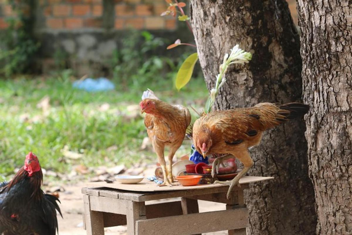 hai con chim đứng trên bàn cạnh một cái cây