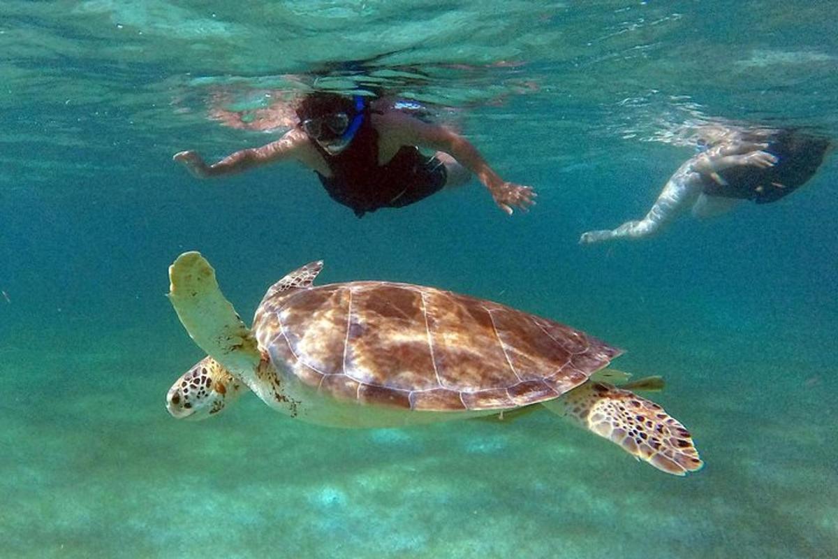 dua orang berenang dengan penyu di dalam air