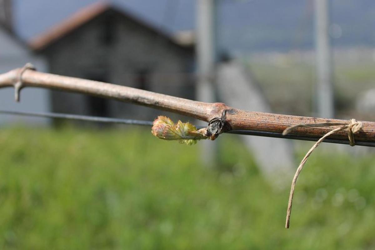 Fotografia da atração 2