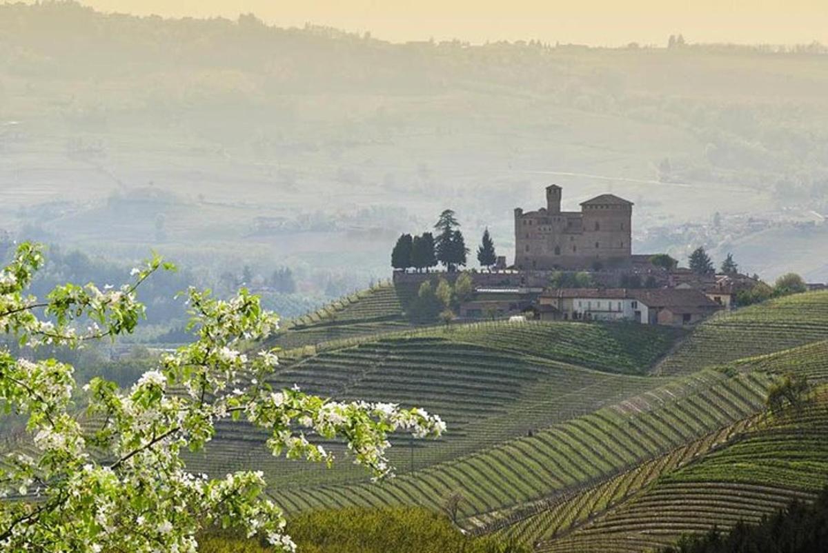 a castle on top of a hill with vineyards