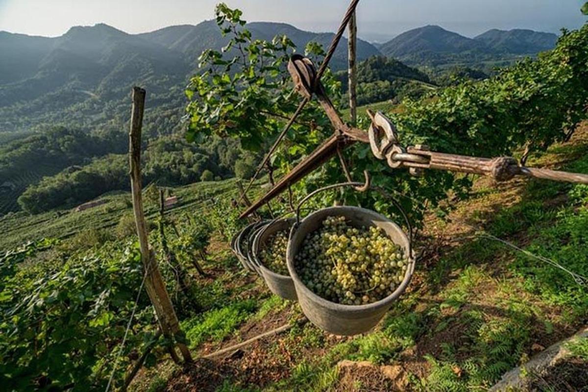 un secchio di piante appeso a un palo su una collina