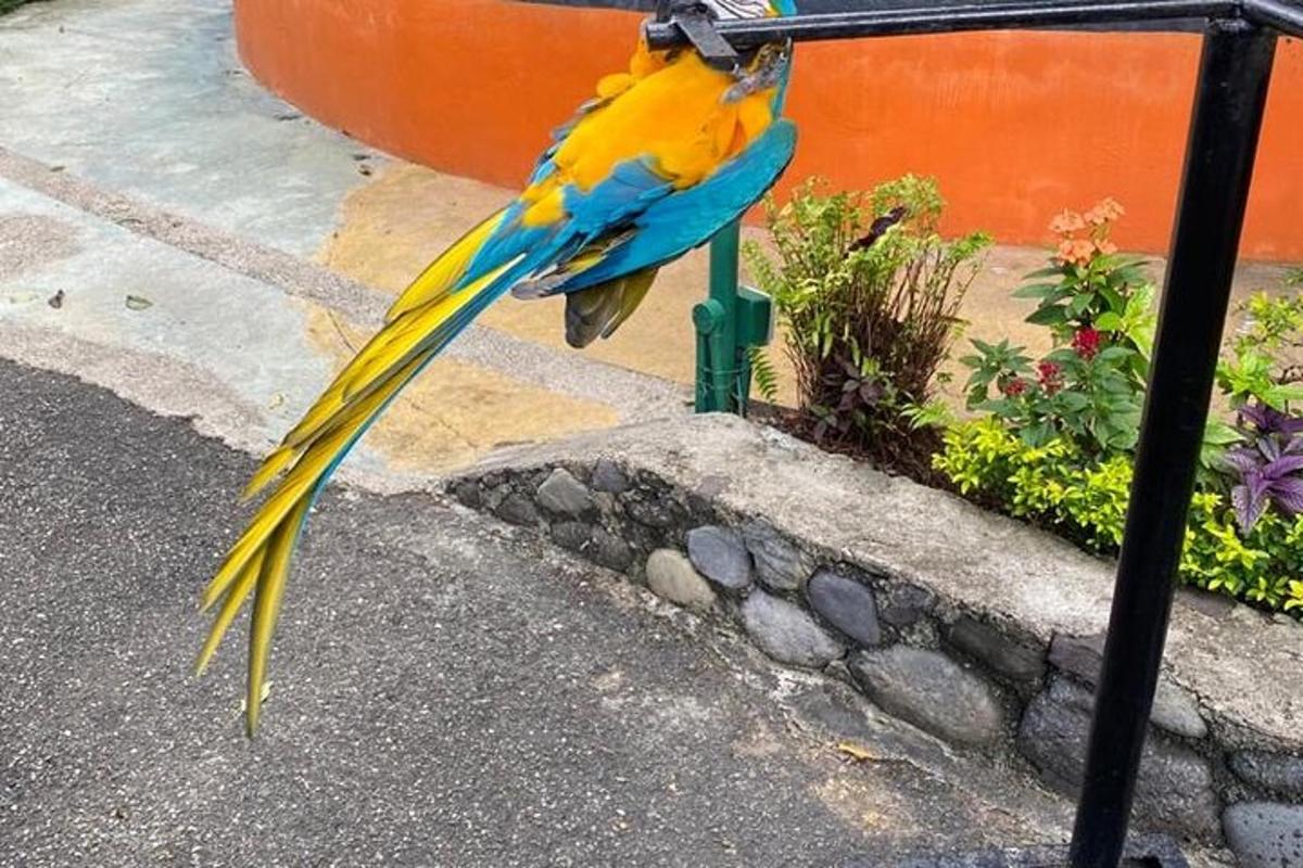 un pappagallo blu e giallo appollaiato su un cartello