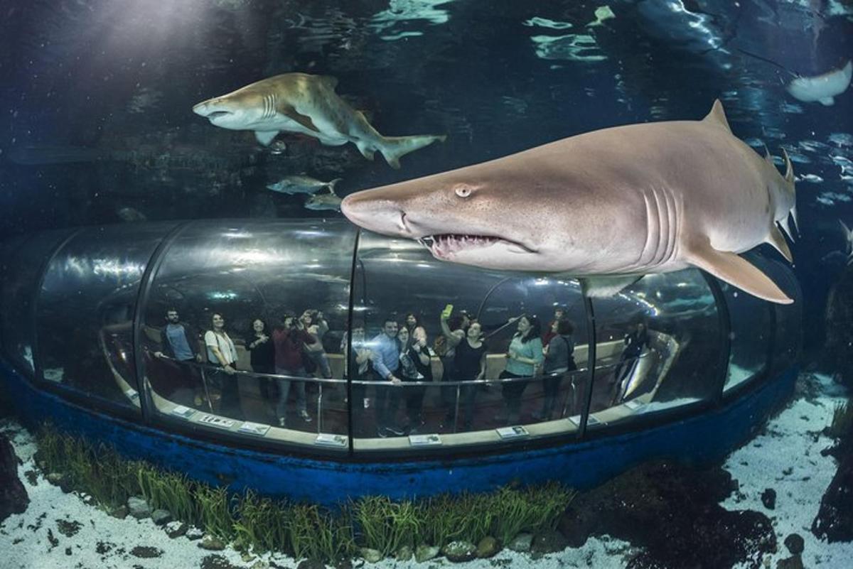 a group of people viewing a shark in an aquarium