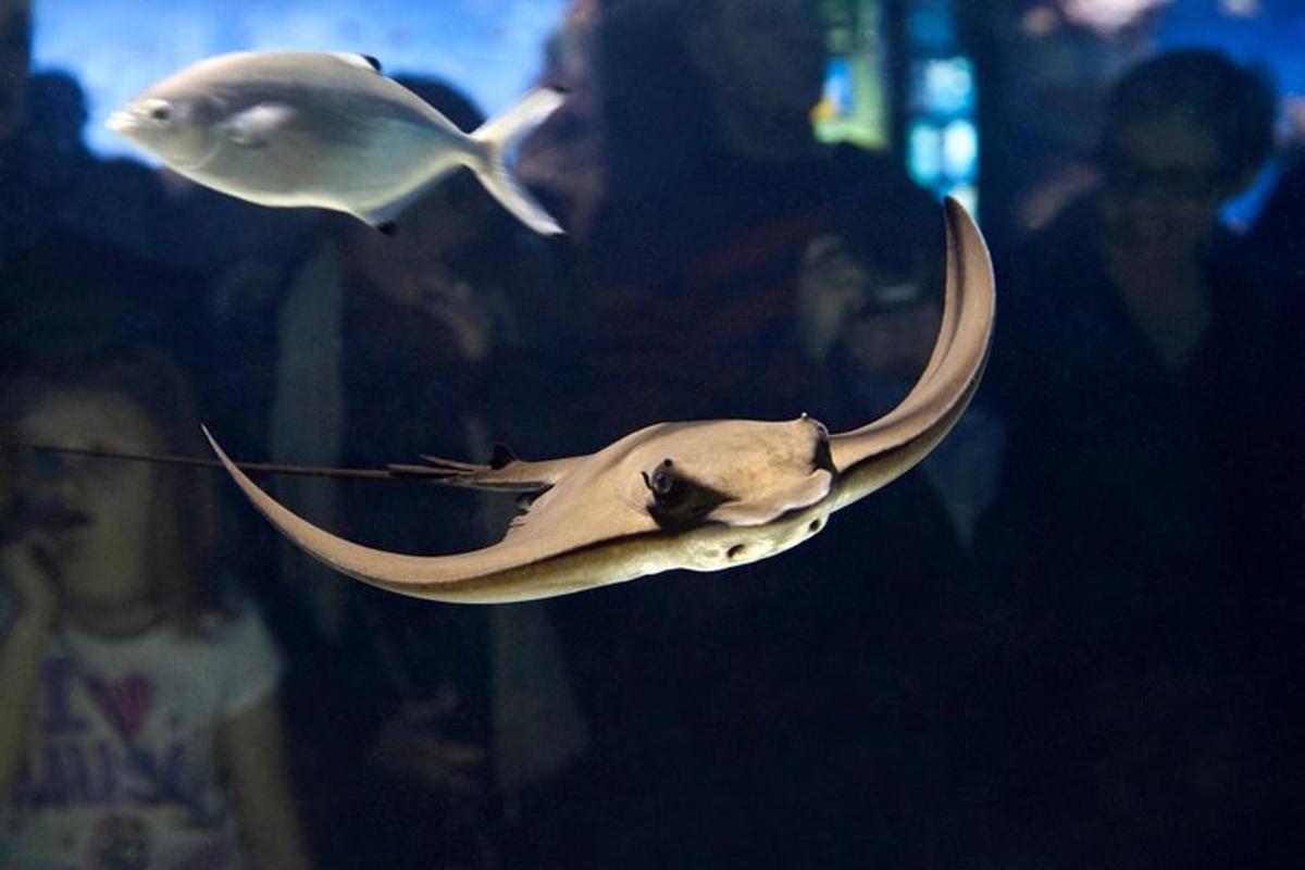 two fish on a persons hand in an aquarium