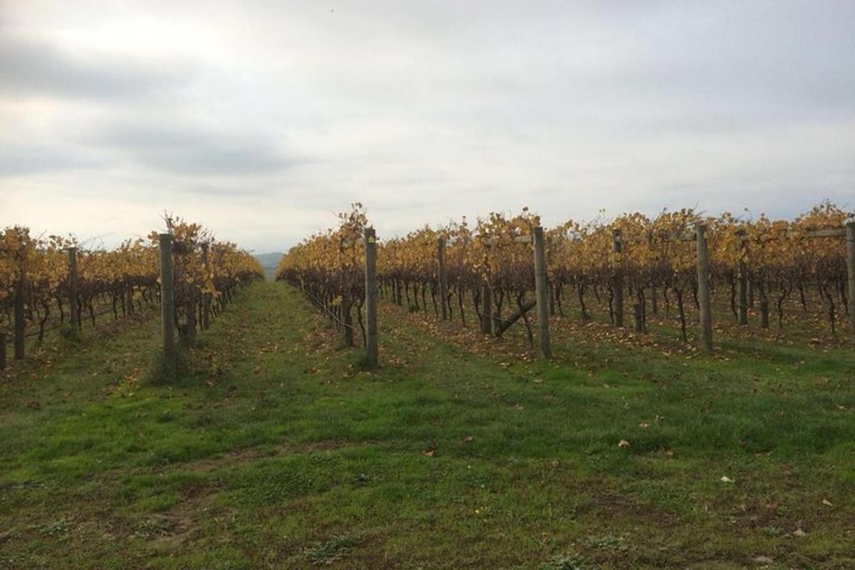 una fila di viti in un campo con una recinzione