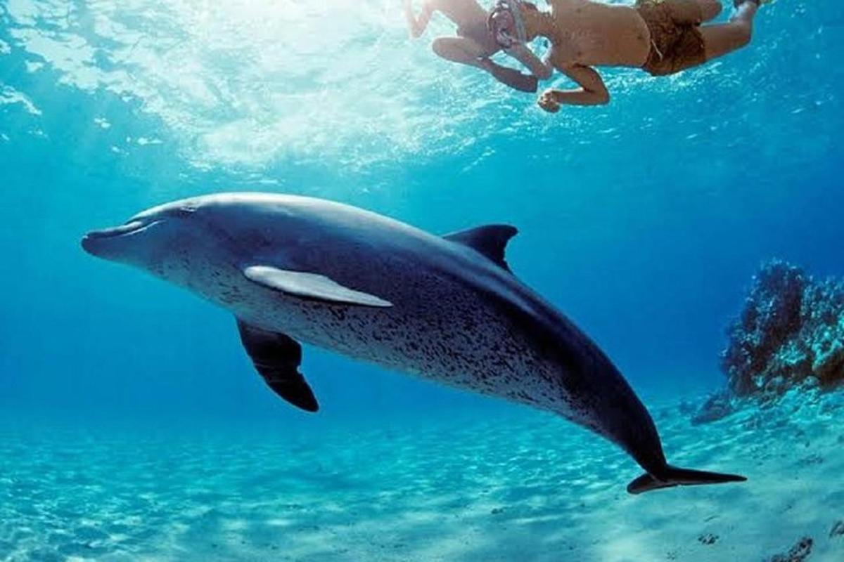 un home nedant al costat d'un dofí a l'oceà