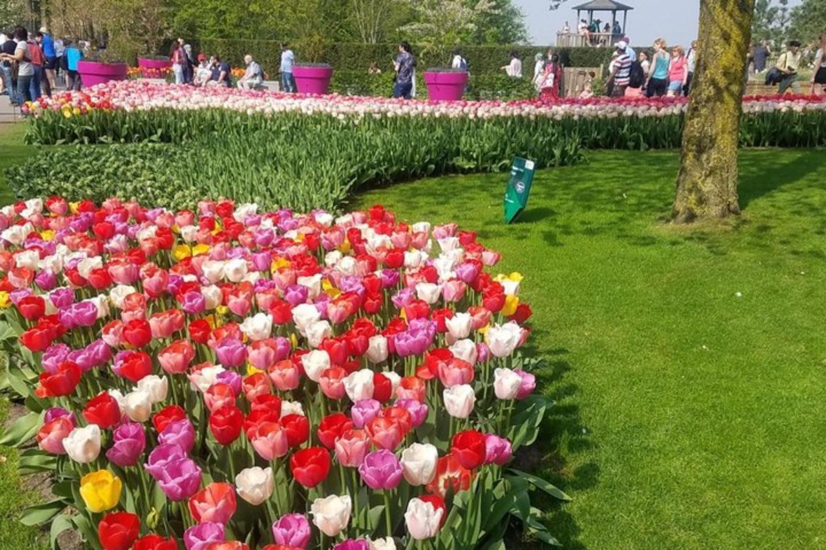a bunch of tulips in a park with people
