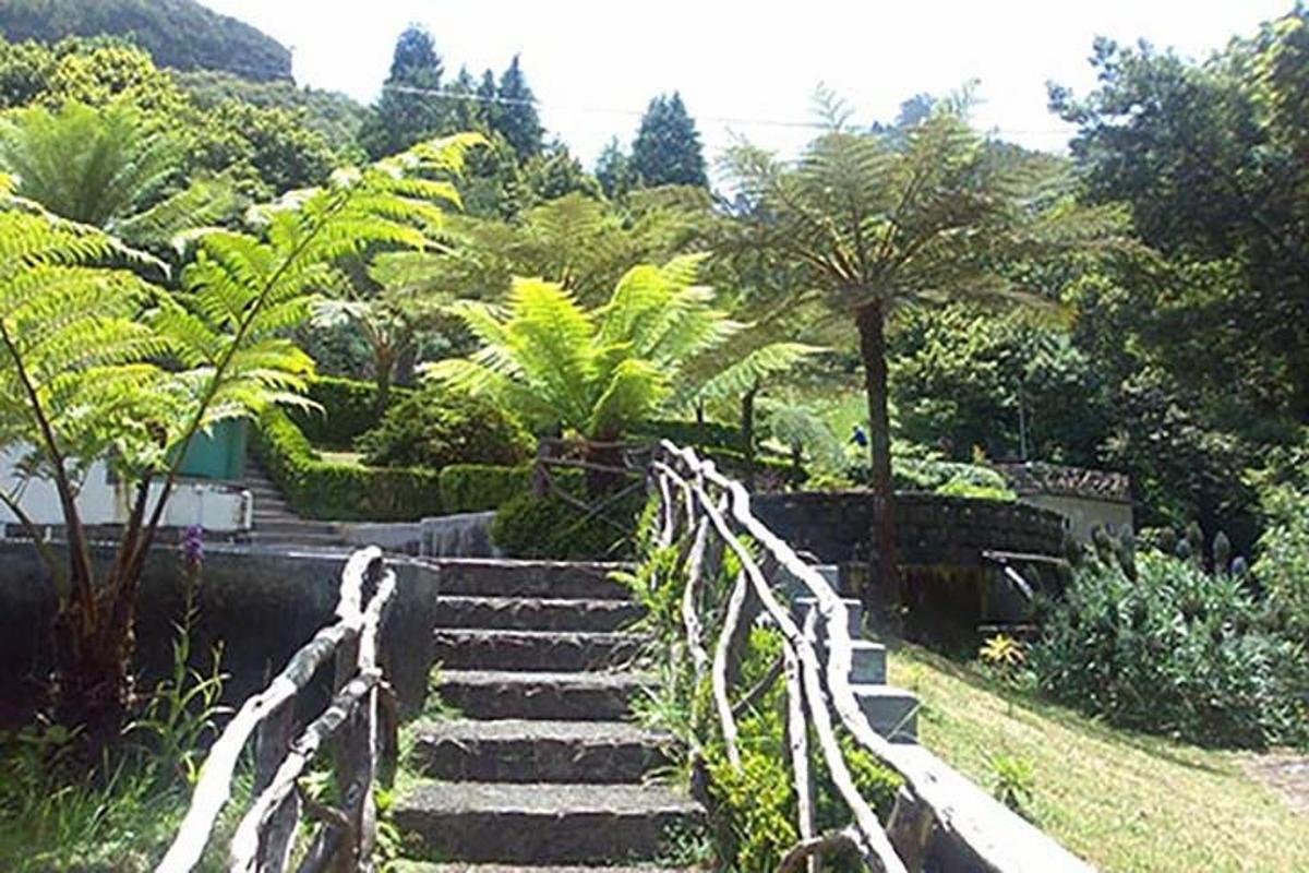 Un conjunto de escaleras en un jardín con palmeras.