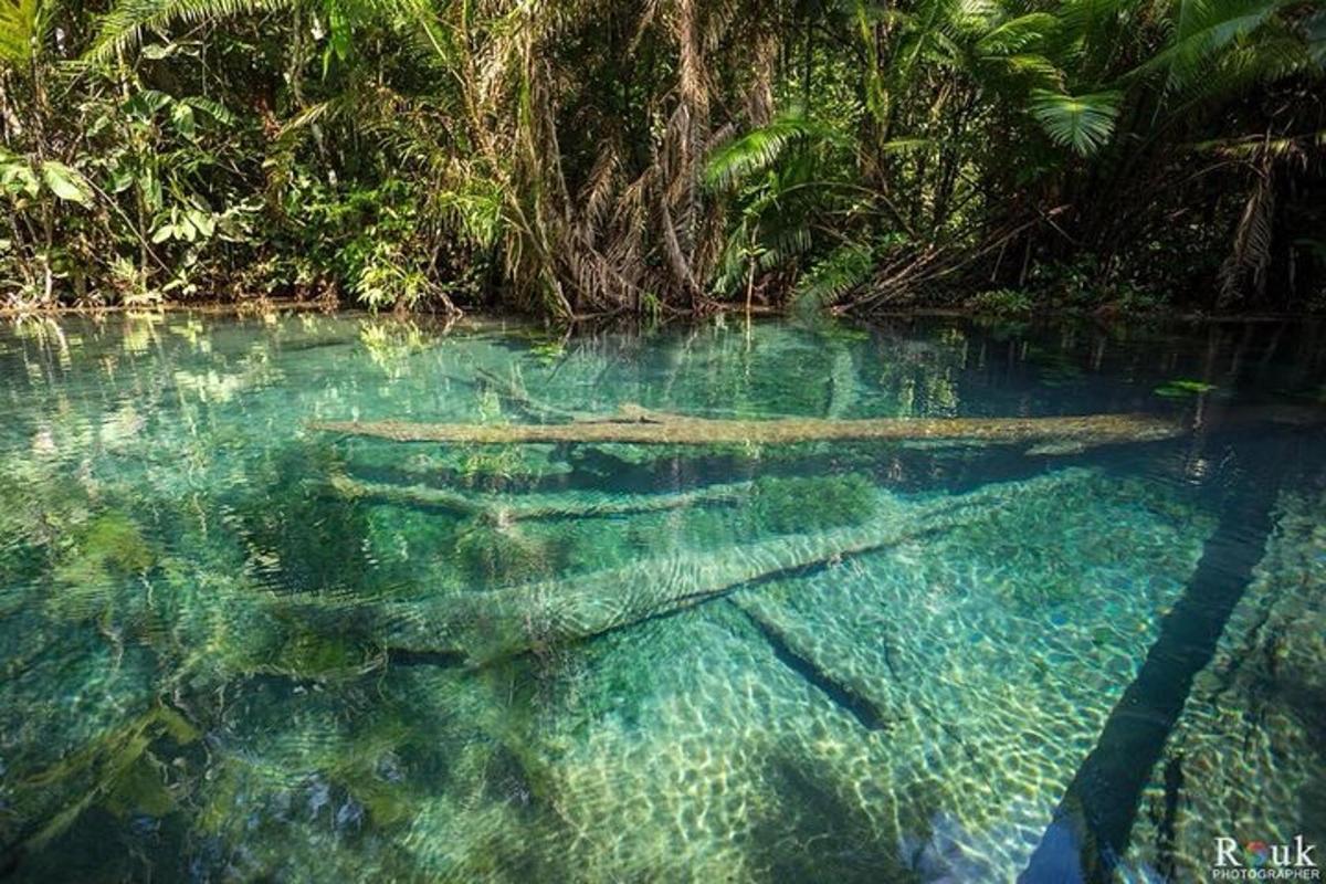un estanque de agua con peces en él