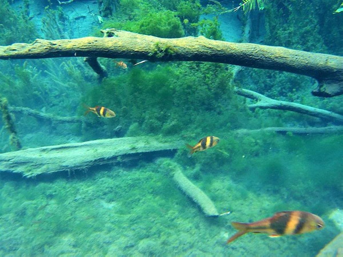 un gruppo di pesci che nuotano sotto un albero in un acquario