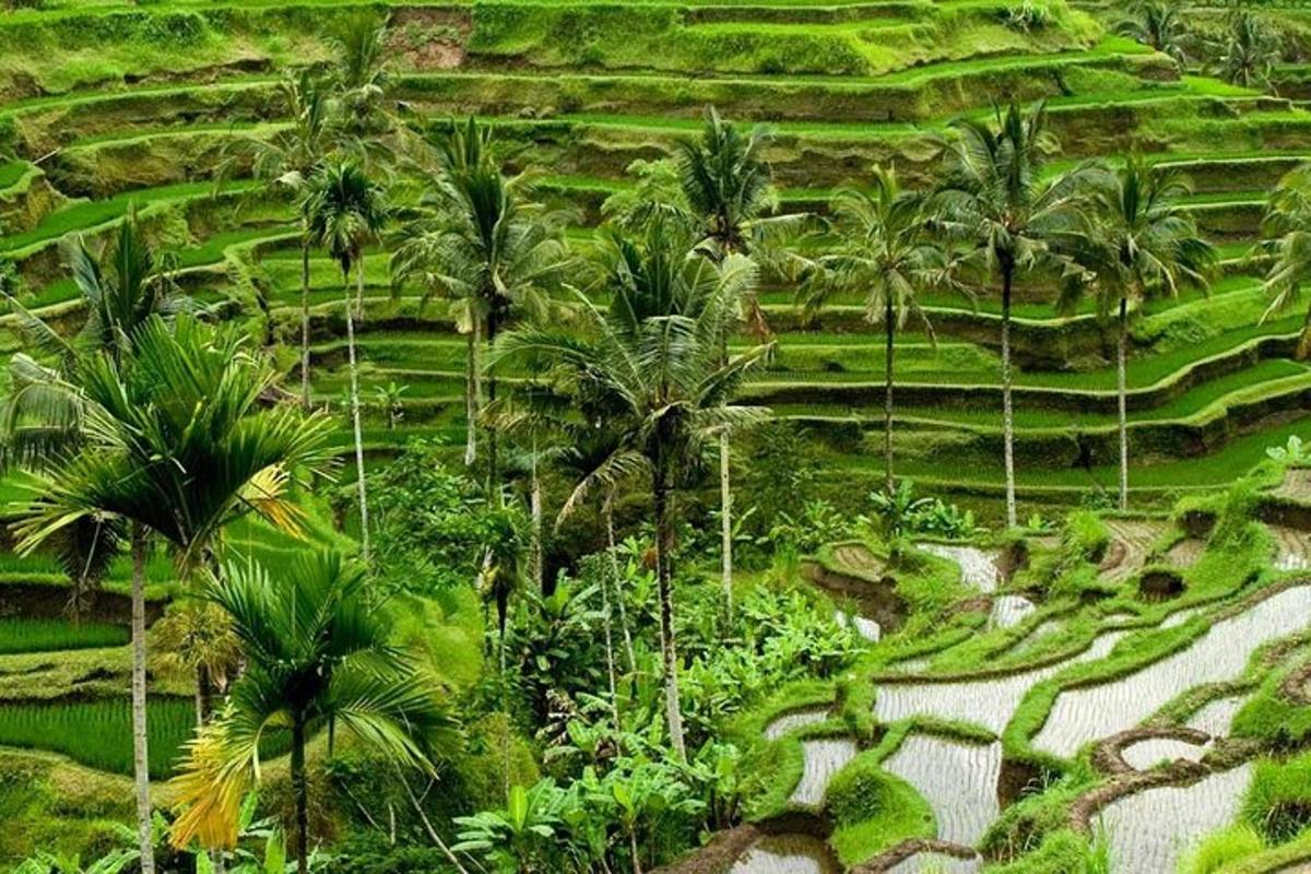 una vista aerea di un campo di palme