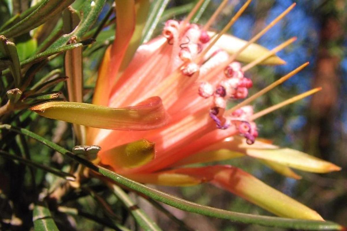 a close up of a red flower on a plant