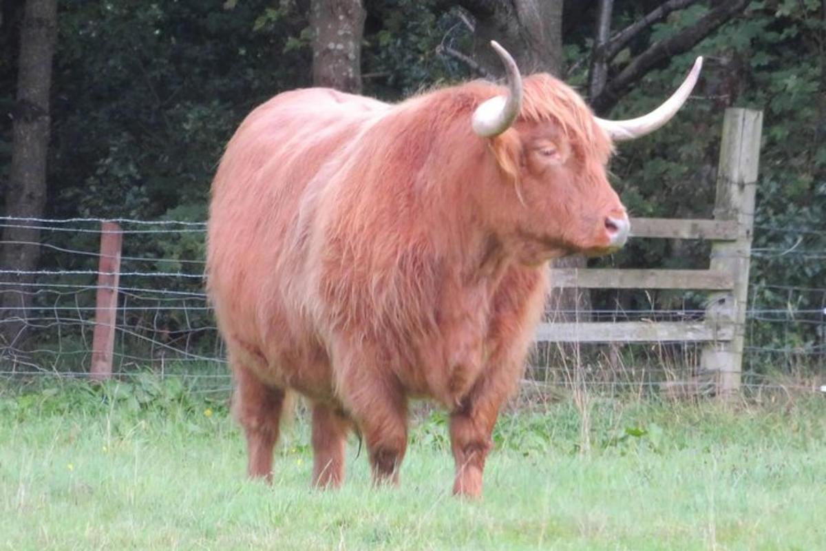 liels brūns bullis, kas stāv laukā