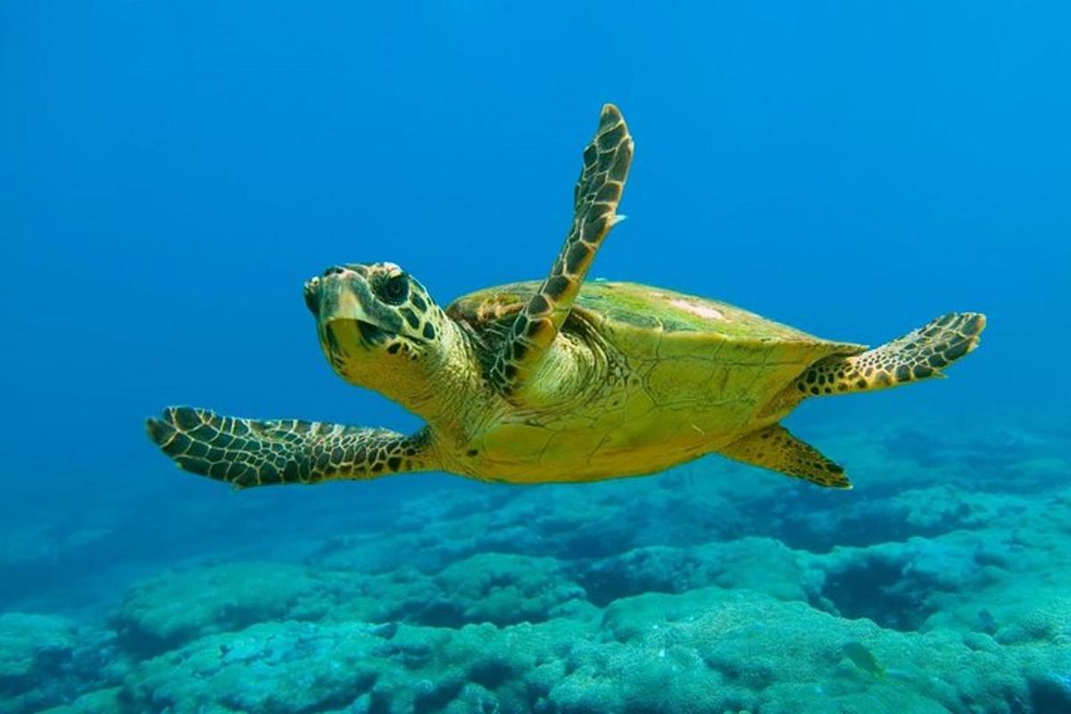 una tortuga verda nedant a l'aigua