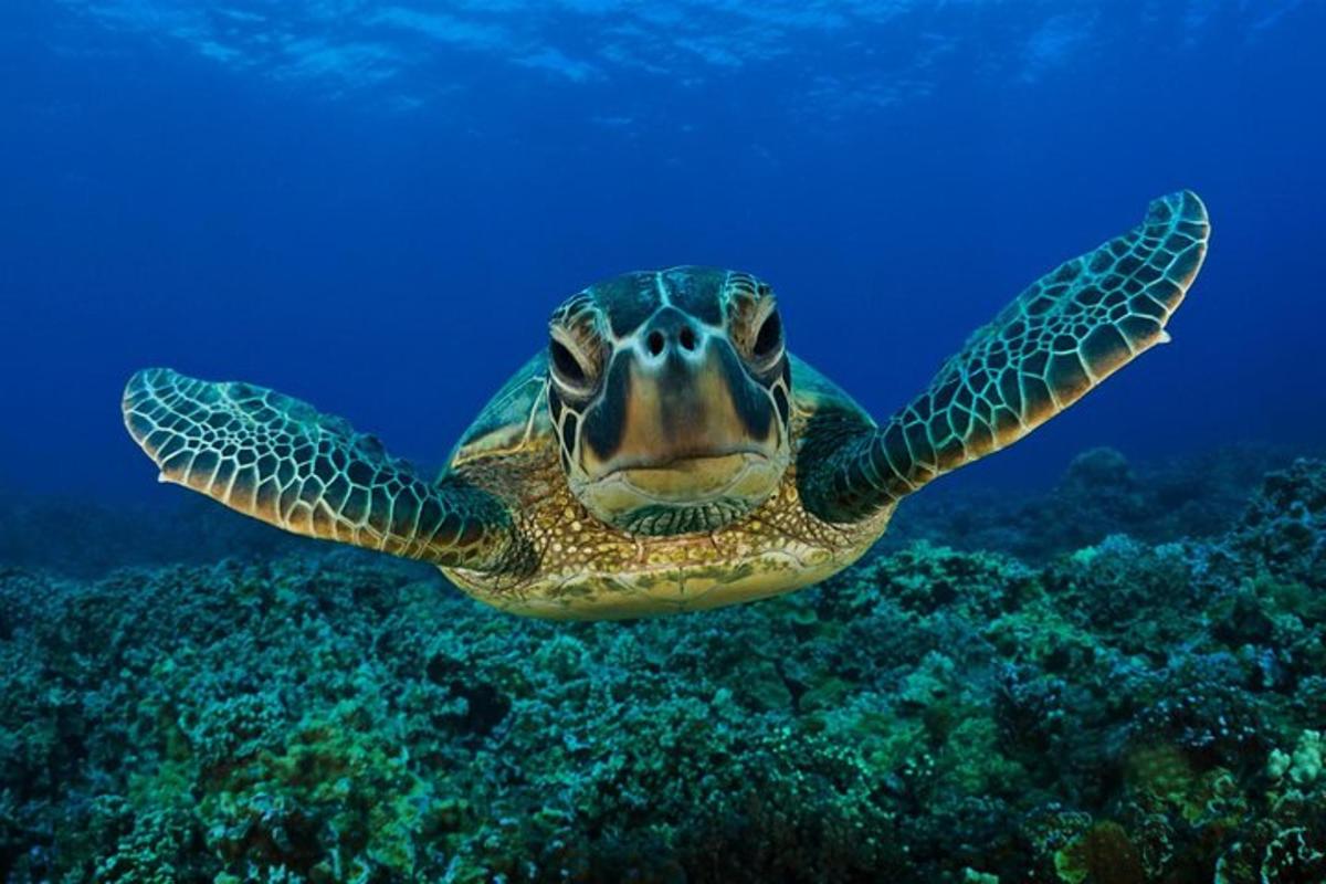 zelena morska kornjača pliva u oceanu