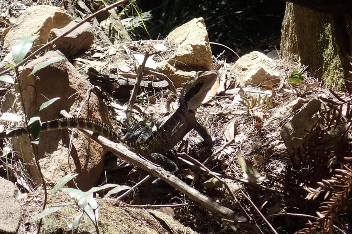 a pile of rocks and sticks on the ground