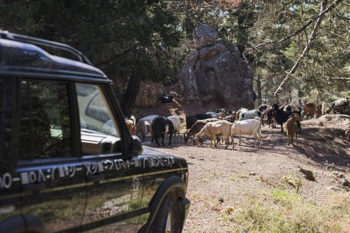 Una manada de animales caminando por un camino de tierra con un camión