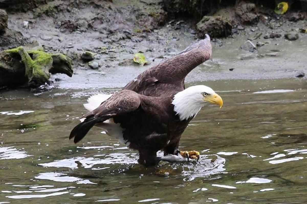 an eagle standing in the water with its wings out