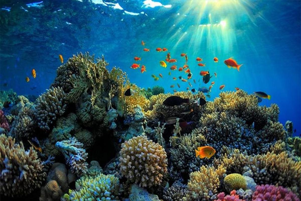 terumbu karang dengan ikan di lautan