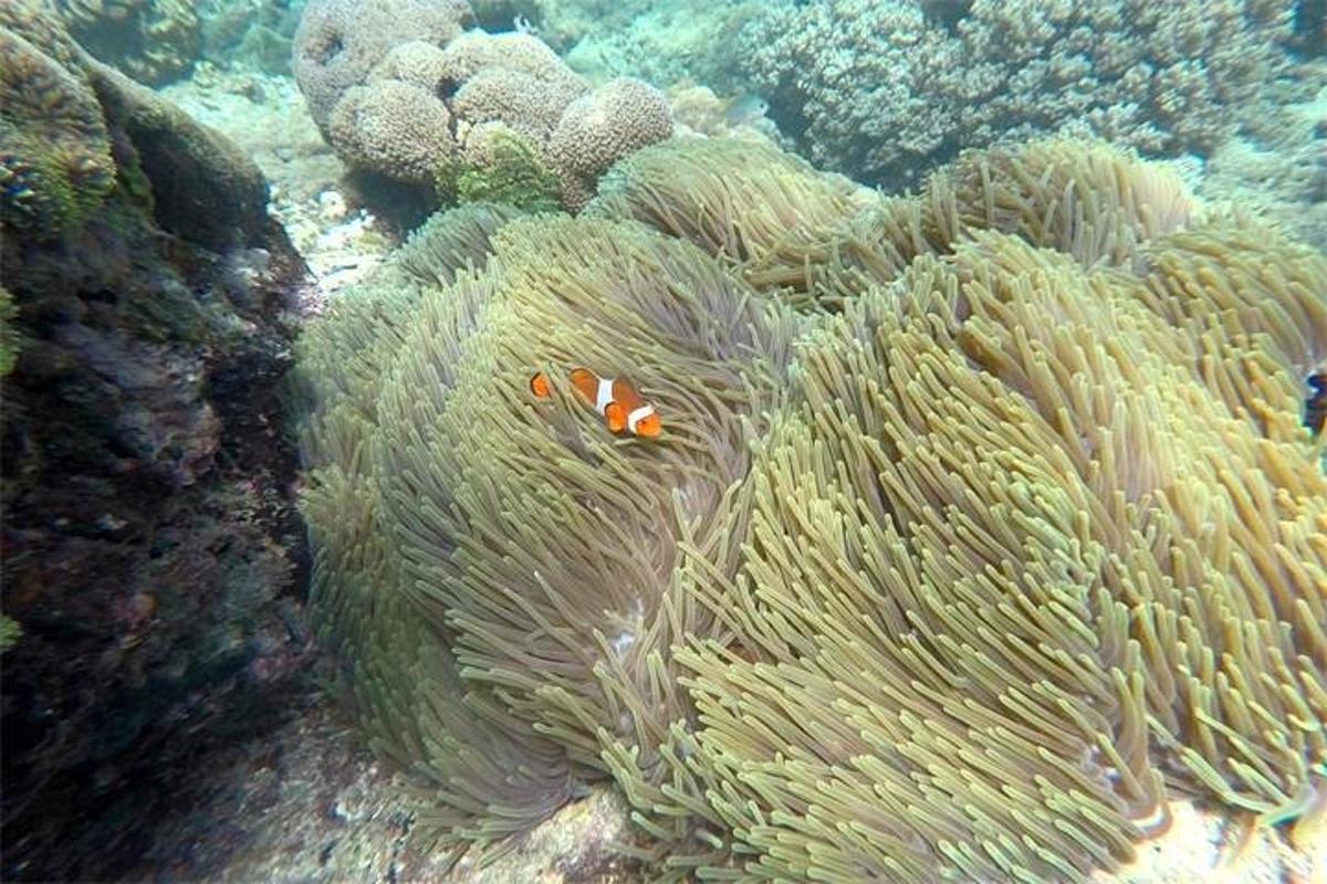 terumbu karang dengan ikan badut di dalamnya