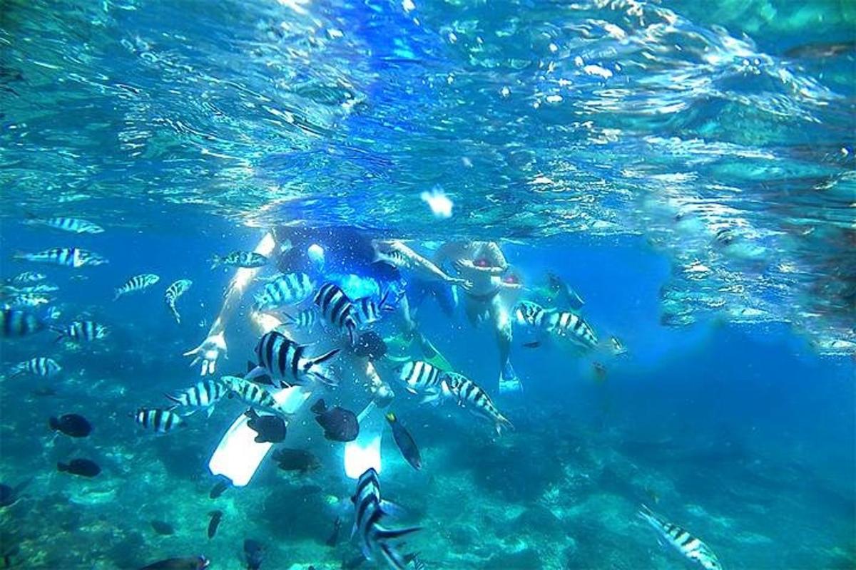 a group of fish swimming in the water