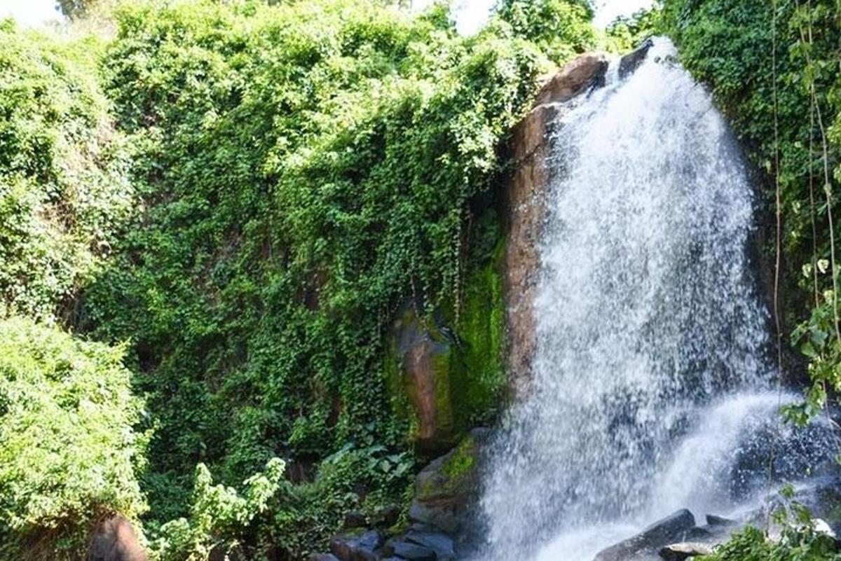 una cascata in mezzo a una foresta
