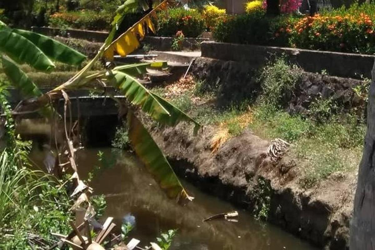 a small pond in a garden with a palm tree