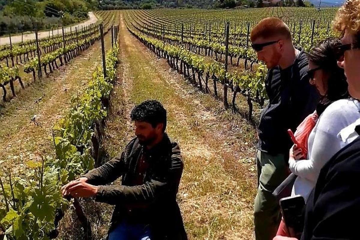 um grupo de pessoas em pé em um vinhedo olhando para as videiras