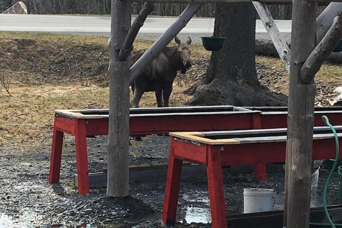 a bull standing next to a table in front of a tree