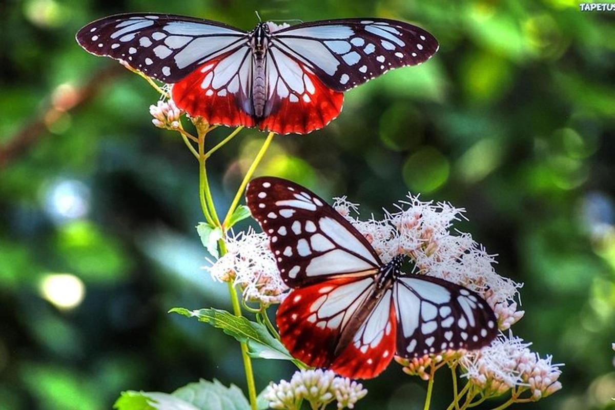 duas borboletas estão sentadas em uma flor