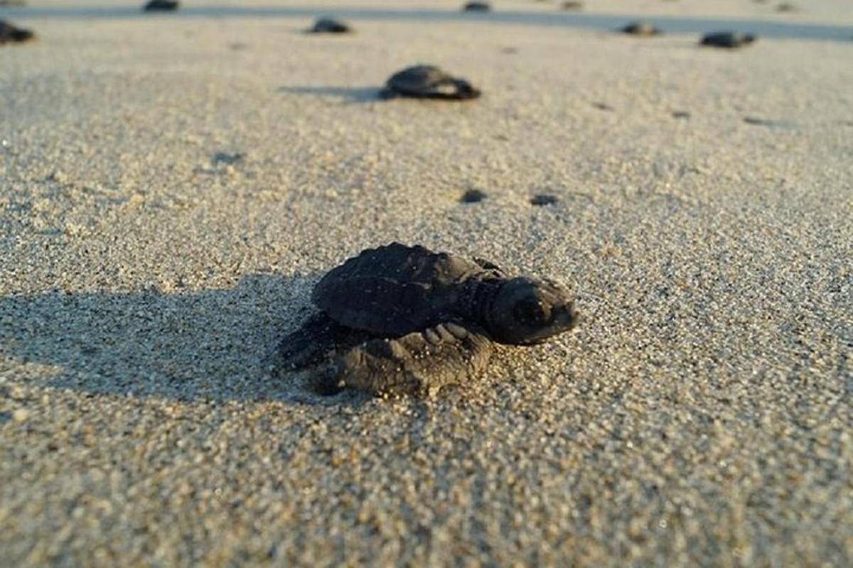 Skjaldbakaungi á sandinum á ströndinni