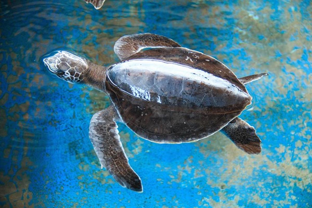 a green sea turtle swimming in the water
