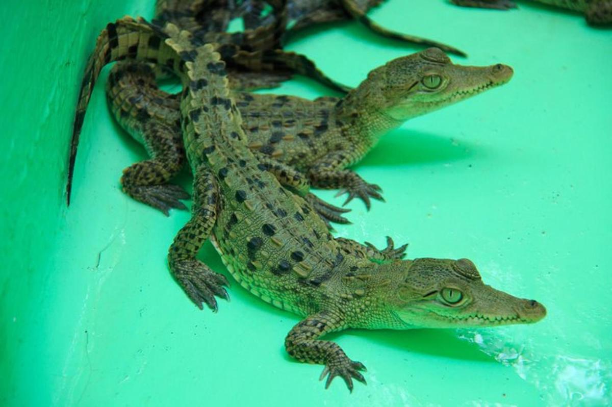 twoizards sitting on top of a green table
