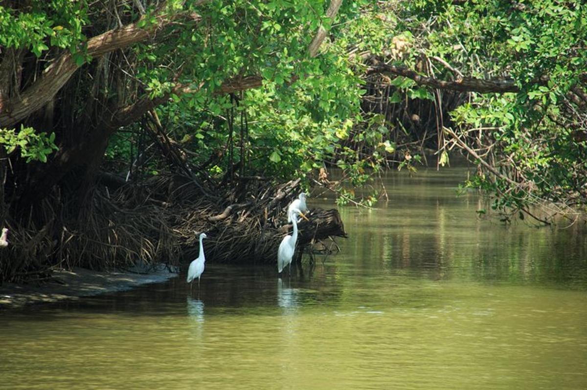 two white birds are standing in the water