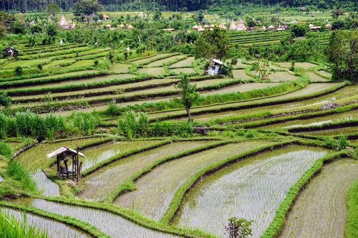 uma vista aérea de terraços de arroz em um campo