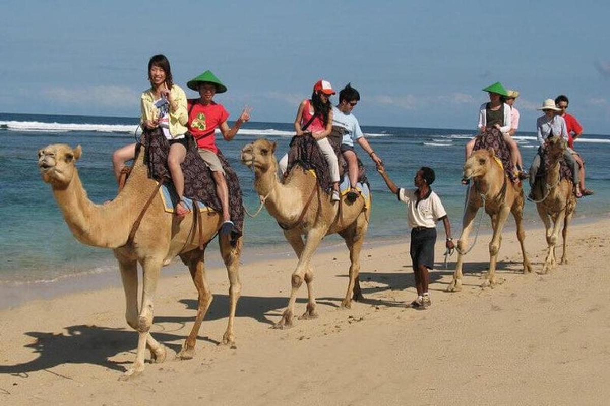 sekumpulan manusia yang menaiki unta di pantai