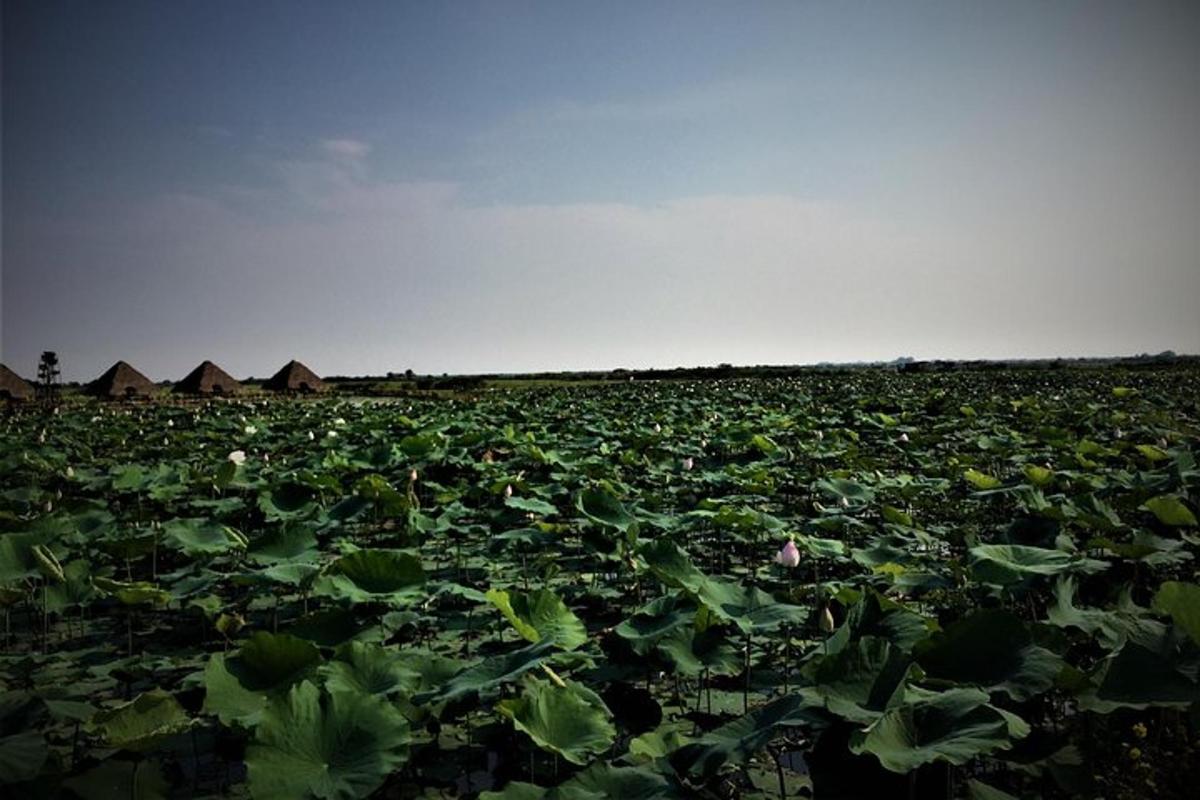 un gran camp ple de moltes plantes verdes