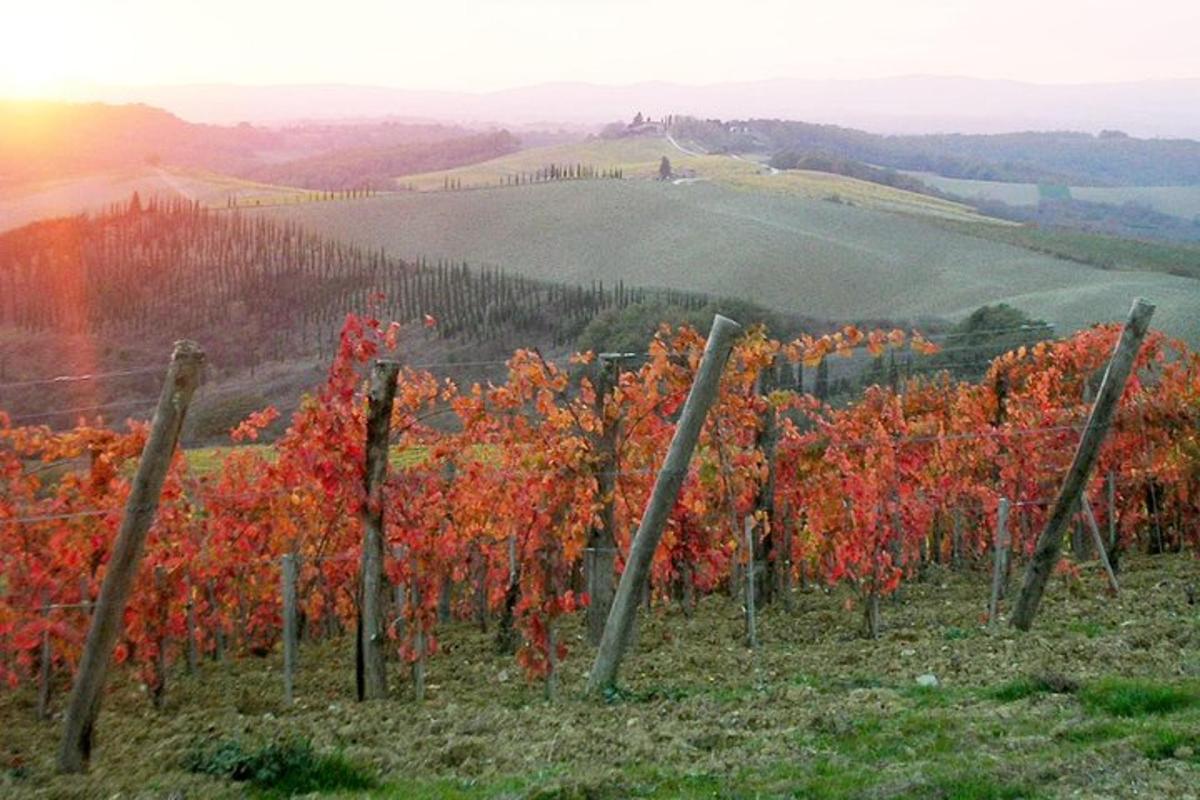 Un viñedo en otoño con hojas rojas.