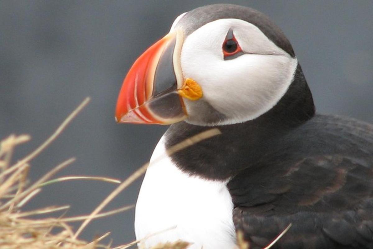 un uccello con un lungo becco seduto nell'erba