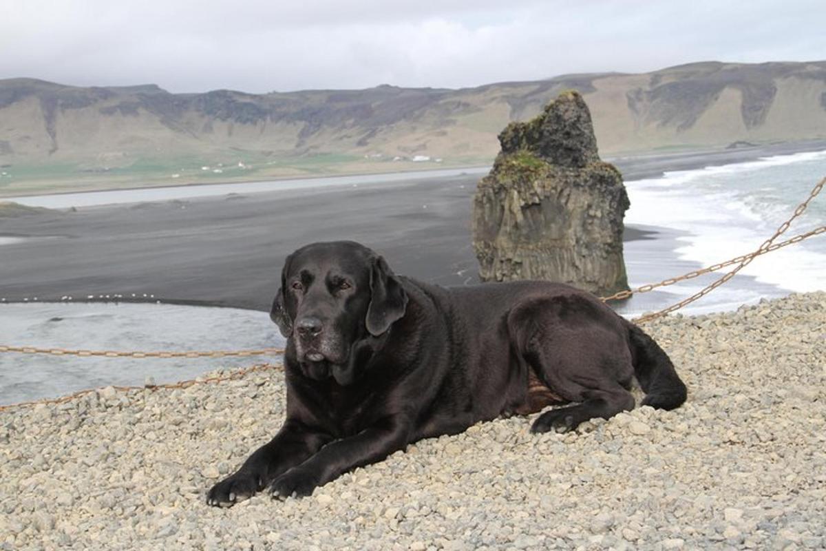 un cane nero sdraiato su una spiaggia rocciosa