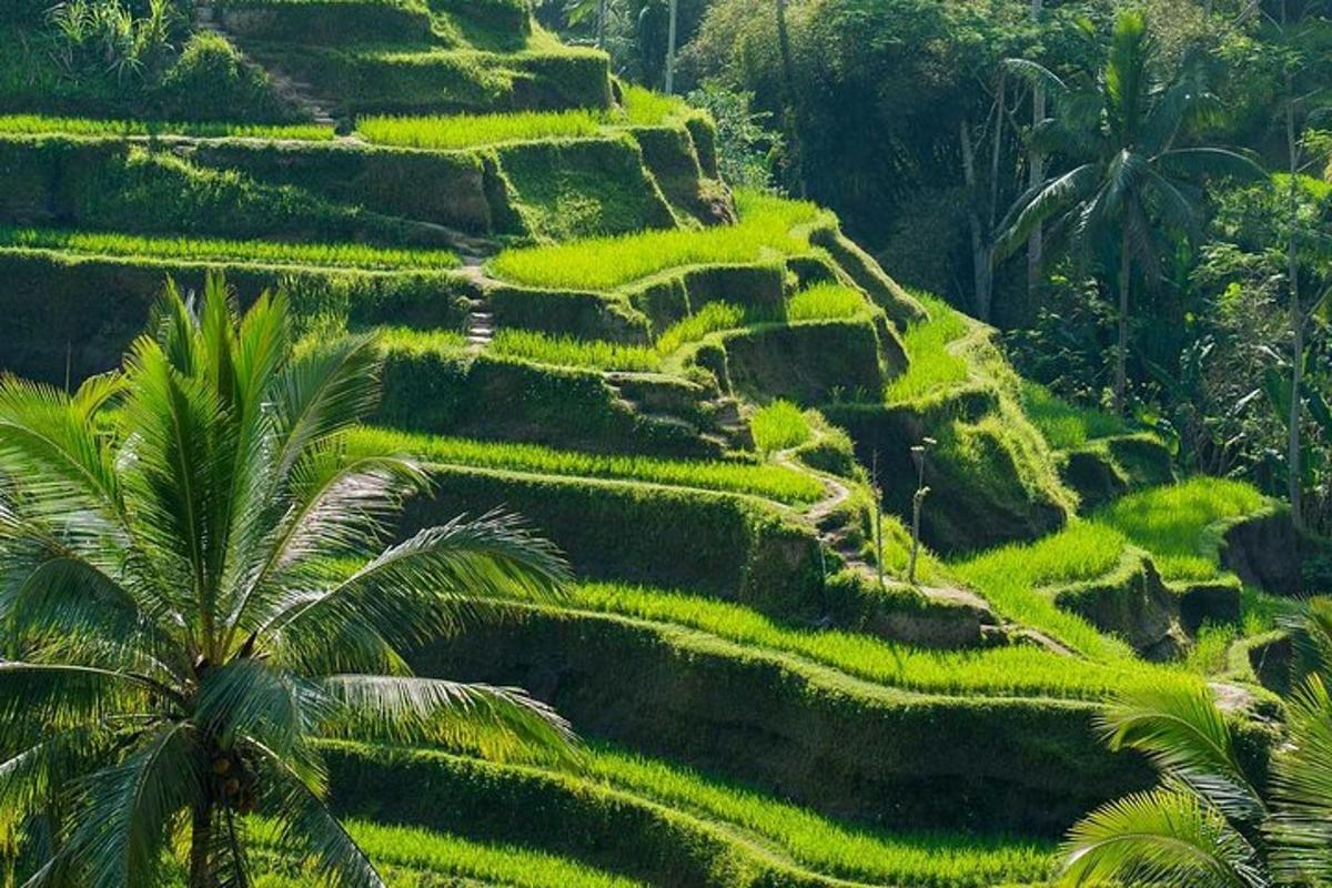 sawah padi dengan pokok palma di latar depan