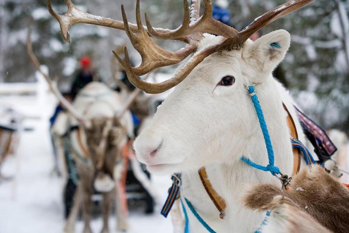 lähivõte sarvedega põhjapõdrast