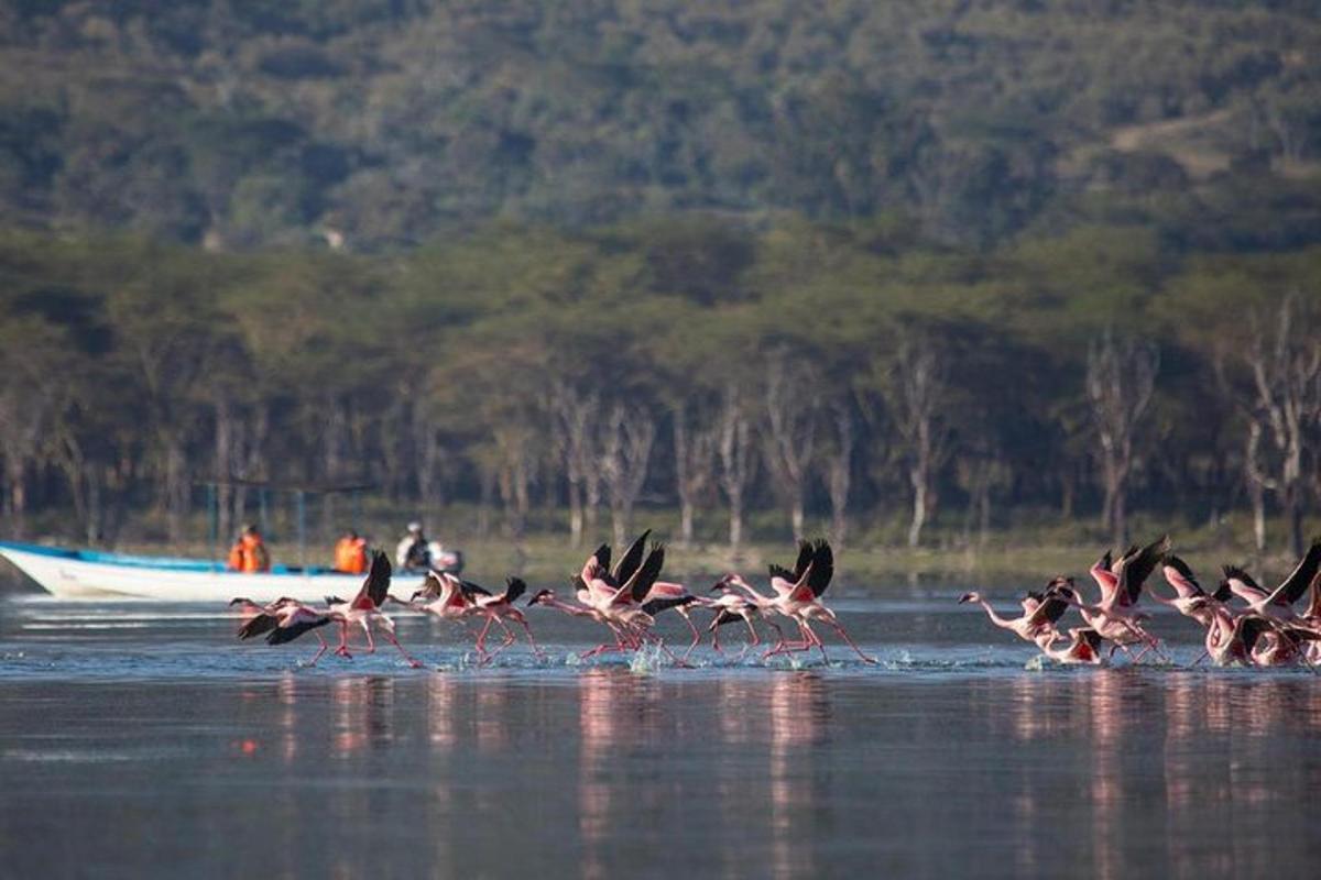 virš vandens skraidantis rožinių flamingų pulkas