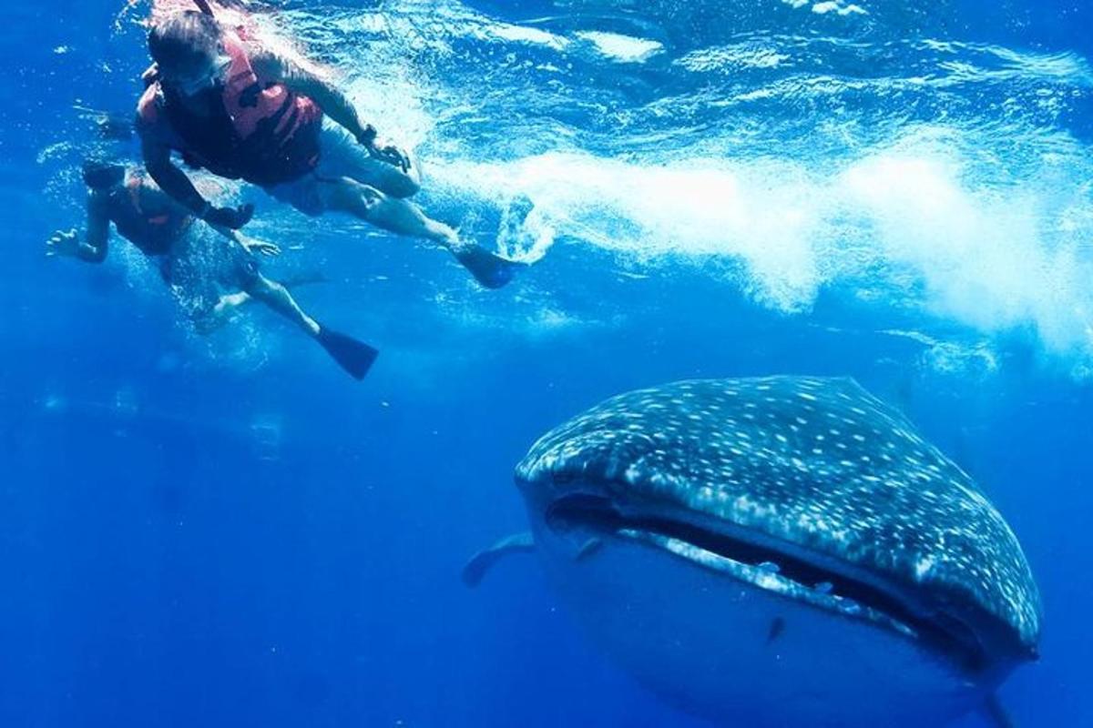osoba plavající vedle žraloka velrybího ve vodě