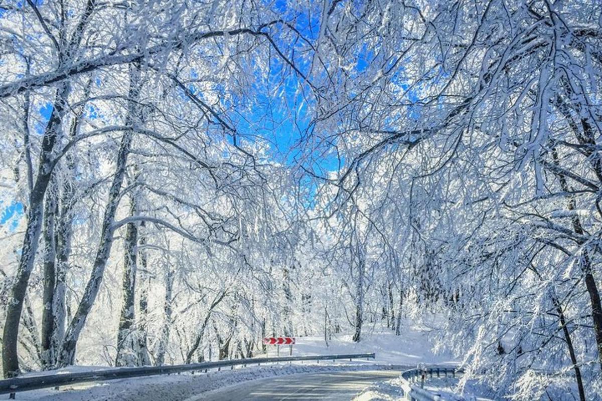 засніжений ліс з дорогою та деревами