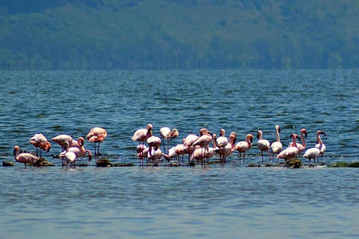 uno stormo di fenicotteri rosa in piedi nell'acqua