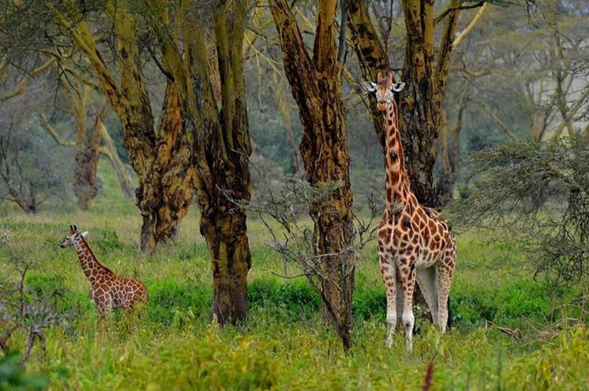 due giraffe in piedi nell'erba accanto agli alberi