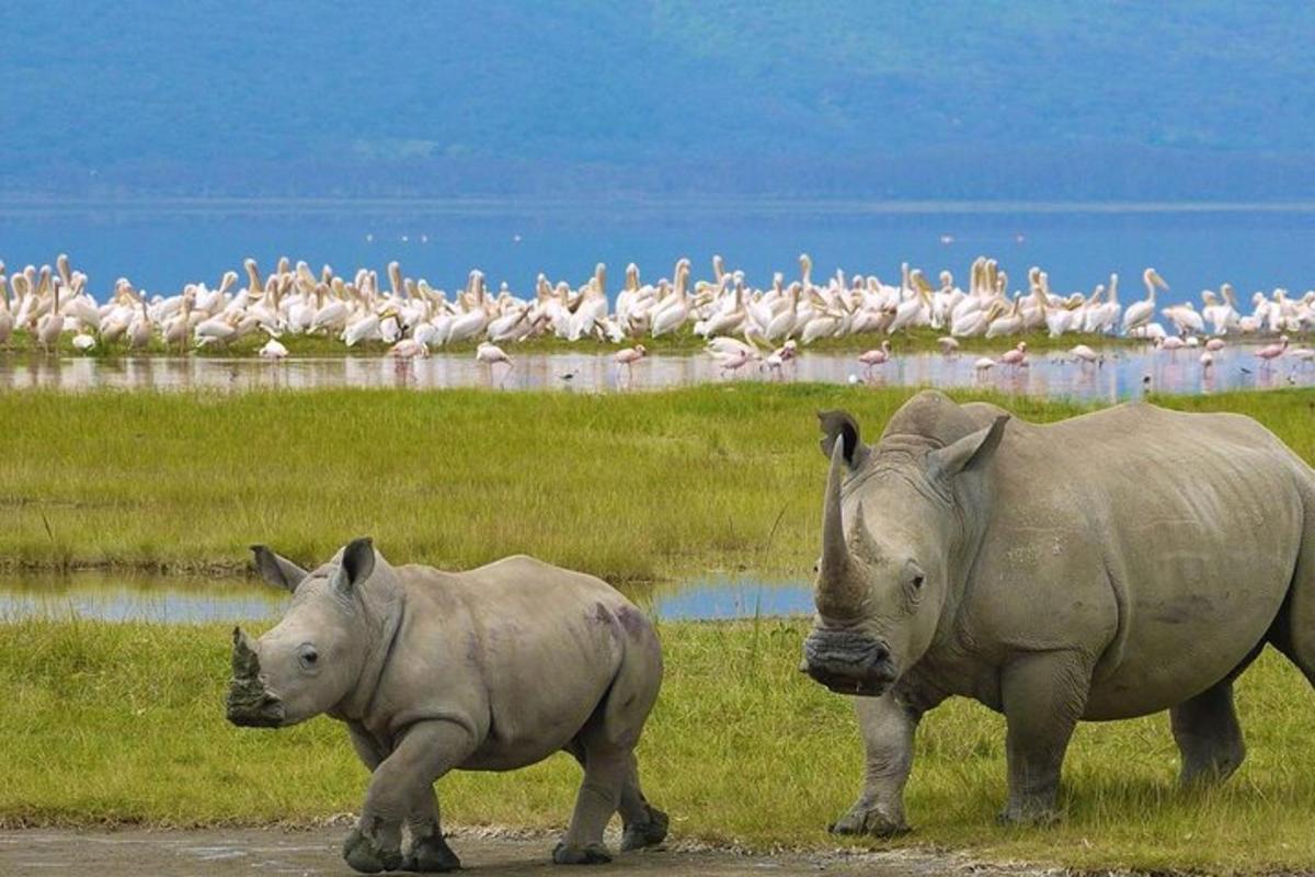 Una pareja de rinocerontes caminando en un campo con pájaros.