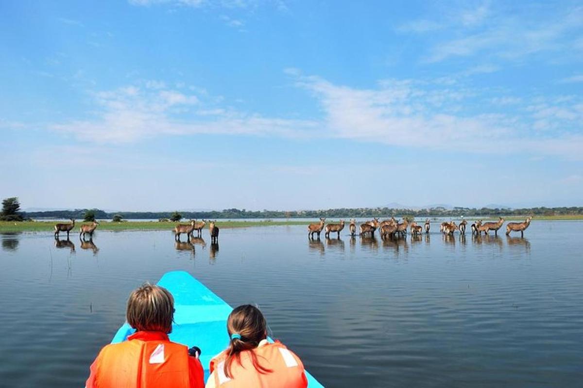 Dos personas en un kayak en el agua con animales en el agua.